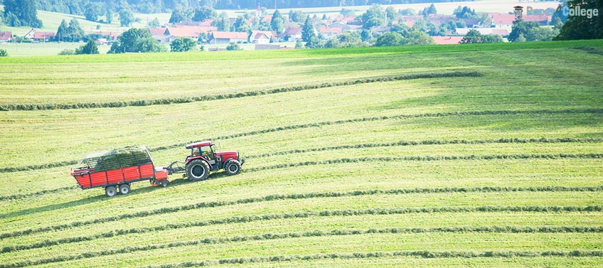 Haymaking