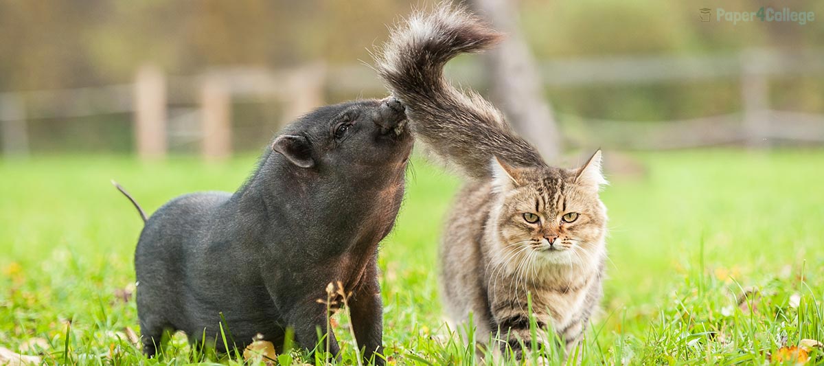 Pig and cat